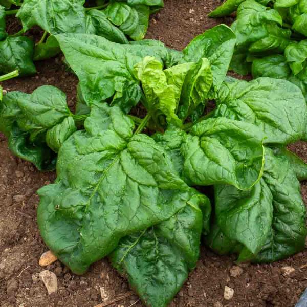 Potagères - Epinard Géant d'Hiver - BIO - face recto